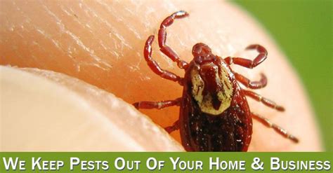 We are aggieland's premier locally owned pest control company since 2006. Stockton Flea & Tick Control Official Pest Control ...