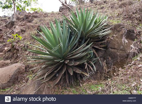 Well you're in luck, because here they come. Agave cactus. São Tomé e Príncipe Stock Photo, Royalty ...