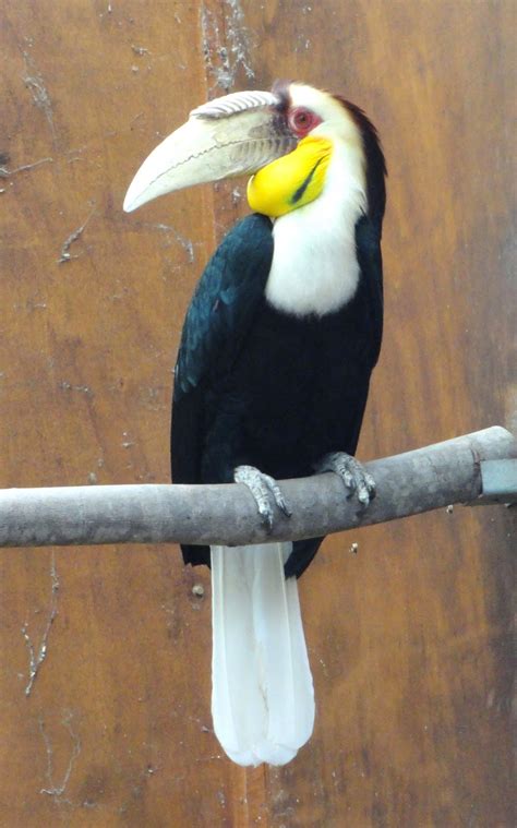 Enggang #burungkalimantan #rangkong burung cantik ini sudah sulit untuk dijumpai di alam bebas akibat rusaknya habitat dan. Burung Enggang Musim - Rhytidoceros undulatus - Satwa ...