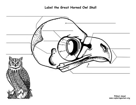 Great horned owl, bobby rebholz. Owl (Great Horned) Skull Diagram and Labeling