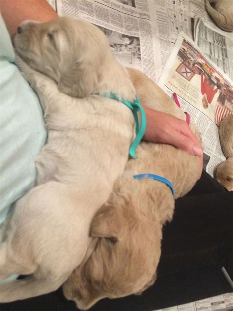 $65 (tahoe park south) pic hide this posting restore restore this posting. Goldendoodle Puppies, California Goldendoodles - Coastland ...