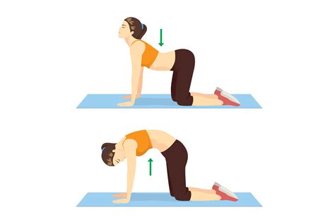 When you arch your back toward the ceiling (for the cat portion of the exercise), you are strengthening your abdominals and stretching your spinal muscles. exercise cat-cow pose - WomenWorking