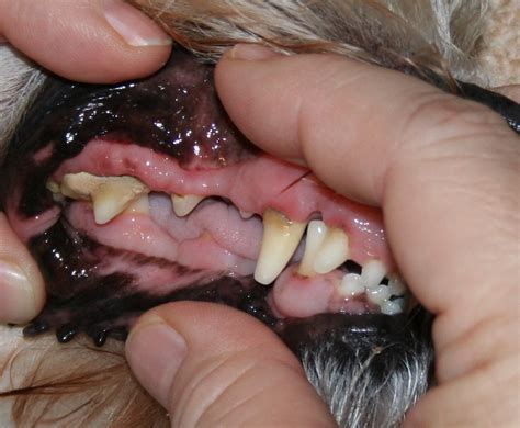 How do i treat this? Eeewww…. dog breath | At Home Mobile Veterinary Services