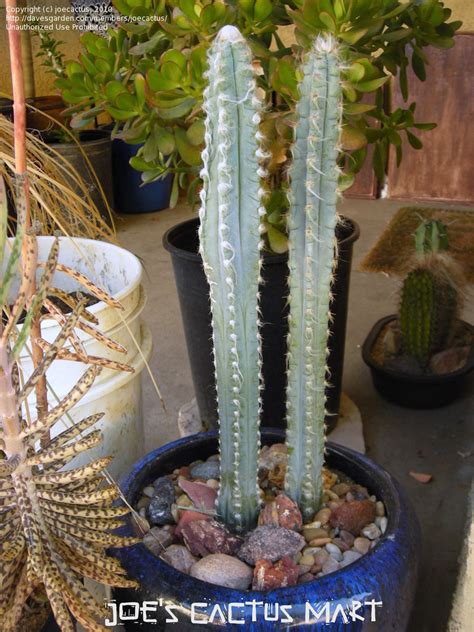 The christmas cactus prefers partial shade or a diffused light, although they are very adaptable at adjusting to growing conditions. PlantFiles Pictures: Pilosocereus (Pilosocereus ...