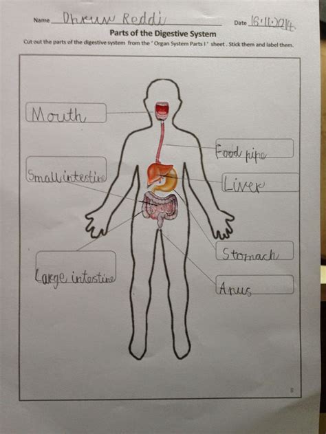 Healthy dietary practices start early in life. Digestive System Worksheet For Grade 3 - Worksheet ...