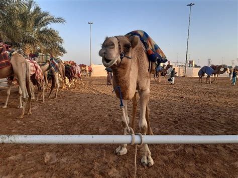 To watch the fast paced action of camel run, visit al marmoum racetrack in dubai. Dubai Camel Racing Club (Dubái) - 2020 Lo que se debe ...