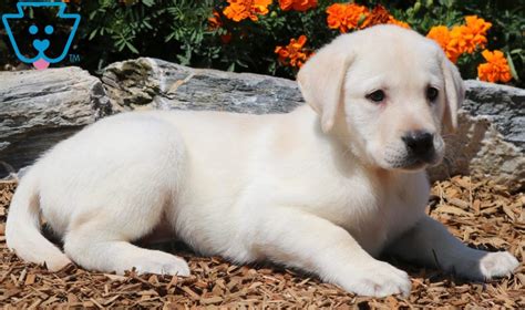 Romeo is smart, curious and playful. Arnie | Labrador Retriever - English Cream Puppy For Sale ...