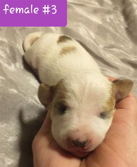 These pups will be ready to go by mid february. Dachshund Puppies For Sale | San Diego, CA #330032