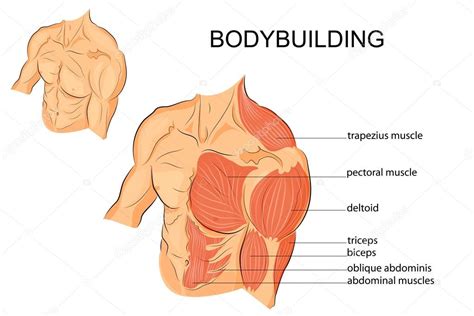 The pecs attach to the humerus near the shoulder joint and originate on the breastbone in the center of the chest. Chest Muscle Anatomy Diagram / Chest Muscle Anatomy - We ...