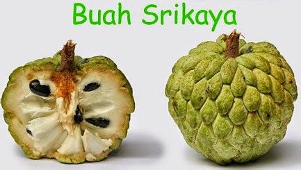 Pemagaran gaib untuk pasangan agar tidak terkena pelet Gema Herbal Medika: Khasiat & Manfaat Buah Srikaya untuk ...