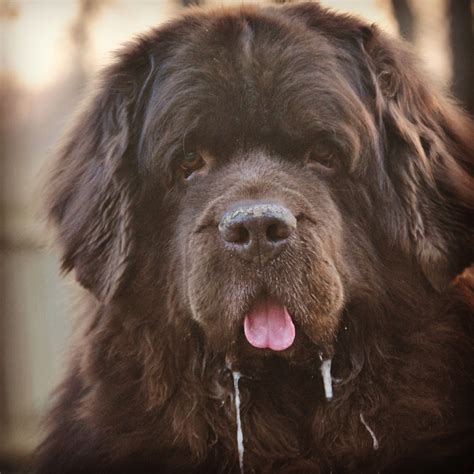 31 Different Terms For Dog Slobber. - mybrownnewfies.com