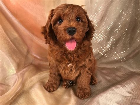 First set of vaccinations dewormed vet checked care package(food, toy & vet paperwork) mom is a 21 pound. Mini Cockapoo Puppies Iowa