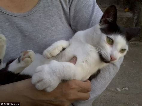 If your cat is stung by a bee or wasp they are most likely to suffer from a swollen paw or face, which are the most common places for cats to be stung. Femail shares photos of cats stung by bees | Daily Mail Online