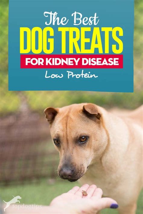 What foods should a dog with kidney disease eat? The Best Dog Treats for Kidney Disease (Low Protein Dog ...