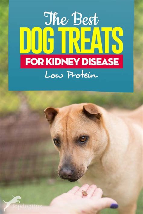 Dogs with kidney disease tend to have trouble keeping weight on, dr. The Best Dog Treats for Kidney Disease (Low Protein Dog ...