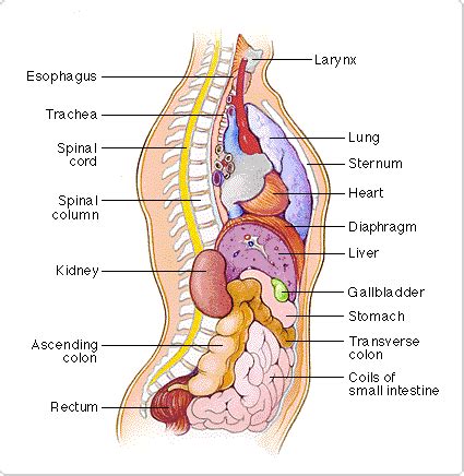 A part of the body between the stomach and the neck, containing the heart and lungs example: Body/Torso -- Side View (Body anatomy)