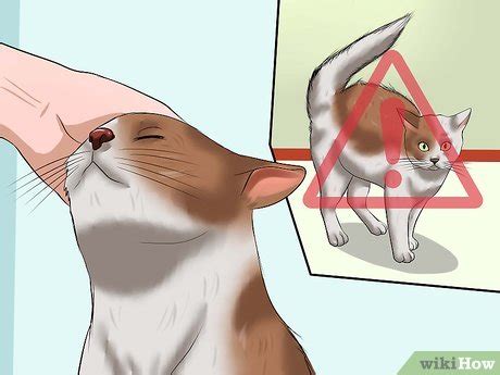 Cats protection may be able to help towards the cost of neutering a feral colony, provided the cats are returned to their original site. How to Tame a Feral Cat: 14 Steps (with Pictures) - wikiHow