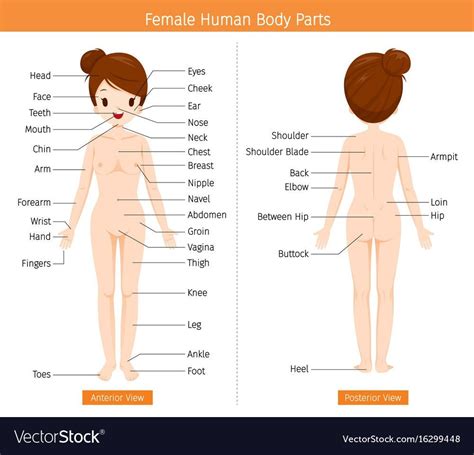 Young woman with perfect body. Female Human Anatomy Images | Human body anatomy, Body anatomy