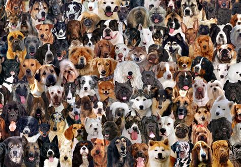 Here`s a list of just some of the dog breeds: Dog Breeds, Why Are There So Many?