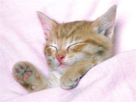 HD Cats Wallpapers - Mobile wallpapers