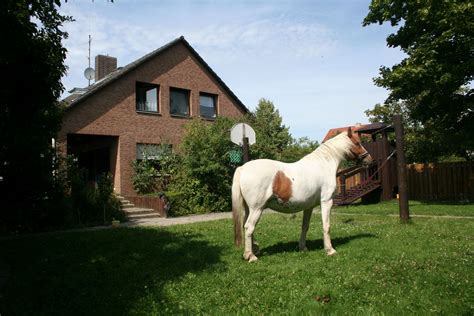 Provisionsfrei und vom makler finden sie bei haus kaufen in braunschweig: Josh unser Pferd - Kinderheim Haus Regenbogen