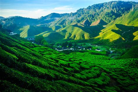 The overland distance from the cameron highlands to georgetown on penang island by road is around 250 km. TANAH TINGGI CAMERON (Cameron Highlands) | Pahang - Page 6 ...