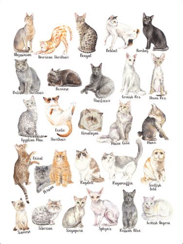 Maybe you would like to learn more about one of these? Cat Breeds Posters and Prints | Posterlounge.co.uk