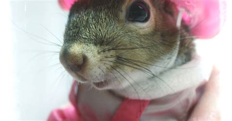 Mammary tumors account for 17% of all cat tumors. Timmy the Squirrel likes pink for Breast Cancer awareness ...