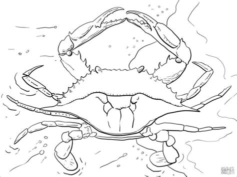 Sometimes horseshoe crabs will come on shore for various reasons like mating. Realistic Crab Coloring Page for Adult - ColoringBay