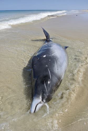 Maybe you would like to learn more about one of these? Scientists to test rare whale carcass found on Swanbourne ...