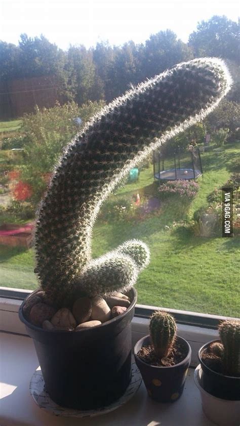 A cactus (plural cacti, cactuses, or less commonly, cactus) is a member of the plant family cactaceae, a family comprising about 127 genera with some 1750 known species of the order. This cactus looks like a dick - 9GAG