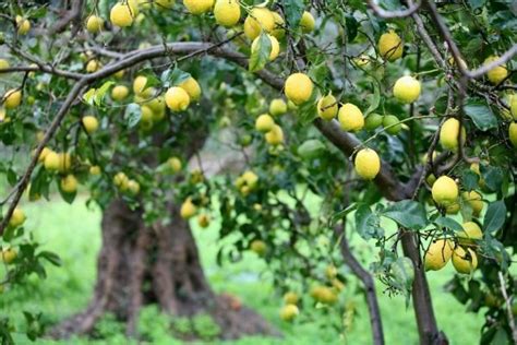 Lemon trees, like other plants, have problems with bugs and diseases which can affect the growth of the plant. Keeping Spider Mites Off a Lemon Tree? | Eureka lemon tree ...