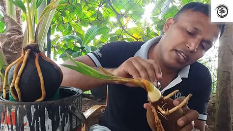 10 pohon bonsai termahal di dunia. How To Make Coconut Bonsai In Sri Lanka, Coco Bonsai ...