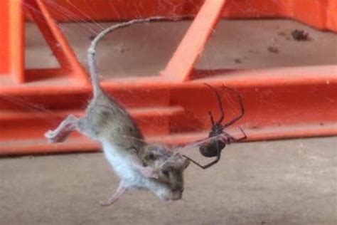 But can eating bugs make your cat sick? Redback spider subdues a field mouse - ABC News ...