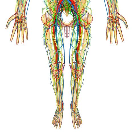 Understanding the anatomy of your lower spine can help you communicate more effectively with the your lower back (lumbar spine) is the anatomic region between your lowest rib and the upper part of. Anatomy Lower Body - Lower Body Injuries Medical Illustration Human Anatomy Drawing Anatomy ...
