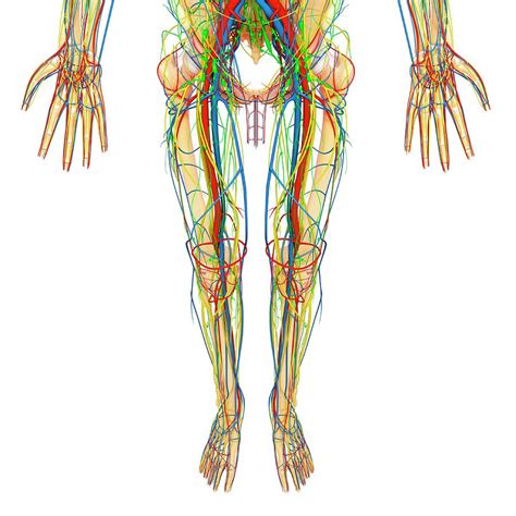 Human body anatomy is a branch of biology that deals with the study of the structure of the human learn more about human body for a better understanding of the anatomy here at vedantu.com. Anatomy Lower Body - Lower Body Injuries Medical Illustration Human Anatomy Drawing Anatomy ...