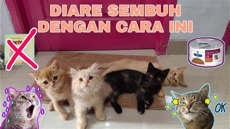 Banyak orang yang tanya kalau kucing demam kuning, kucing demam muntah, kucing demam malaysia, kucing demam selsema, kucing demam demikian informasi mengenai cara menangani kucing demam.semoga setelah membaca artikel ini anda dapat mengatasi masalah kucing demam. CARA MENGATASI KUCING DIARE - YouTube