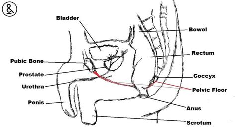 Less commonly, a bone injury or fracture, a hernia, or even kidney stones might cause groin pain. Pelvic Pain in Men