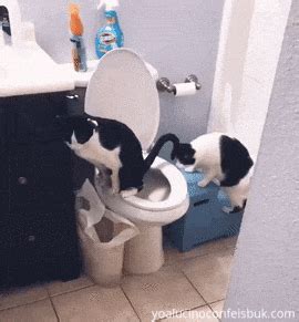 Pin on Animals Gifs