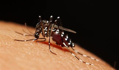 Dengue cpg 3rd edition list of recommendations : How Mosquitoes Locate Veins So Quickly | Asian Scientist ...
