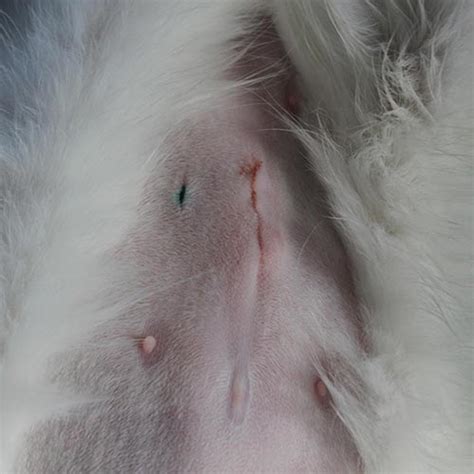 Female animals (spay) have an incision made just below the belly button into the abdomen. What should a healing cat spay incision look like ...