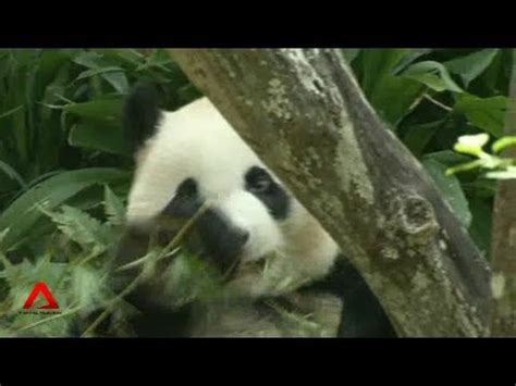 Kai kai eating bamboo @ singapore river safari's giant panda forest. Pandas Kai Kai and Jia Jia meet the public - YouTube