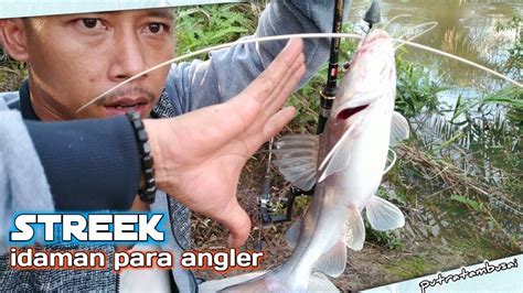 Mancing kakap putih ditambak cara memancing ikan kakap putih ditambak. MANCING IKAN BAUNG - Di siang hari & ada 2 angler lain melihat ini langsung panik kepanasan ...