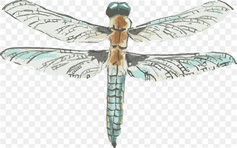 Dragonfly cartoon profile google search dragonflies dragonfly cartoon dragonfly colori. Dragonfly Drawing Watercolor Painting, PNG, 972x609px ...