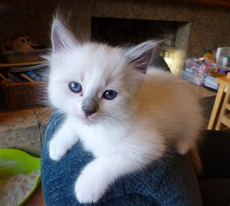 Maybe you would like to learn more about one of these? Best Food For Ragdoll Kittens - Top Cat Breeds
