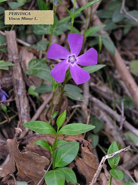 Marzo fiorellini bianchi sottobosco / fiori bianchi sottobosco. Vinca minor | L'Erbario di Raffaele