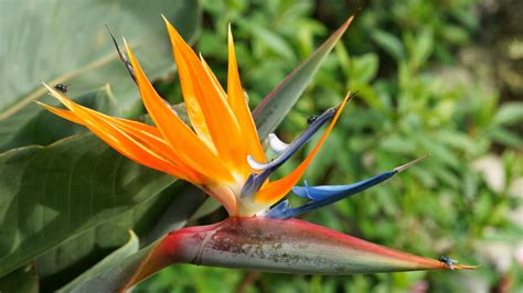 Posted by admin posted on april 01, 2019 with no comments. Bird of Paradise wallpapers hd