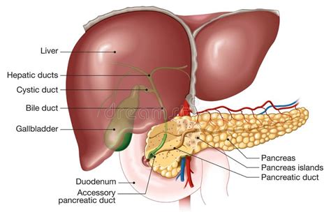 Start studying liver labeled diagram. Cystic Duct Anatomy - Anatomy Drawing Diagram