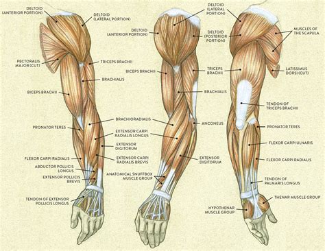 Sore arm muscles can be as a result of many things. Muscles of the Arm and Hand - Classic Human Anatomy in ...