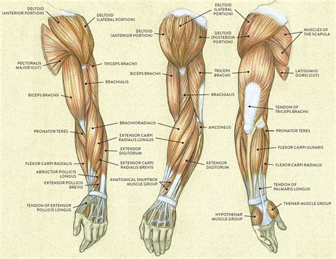 A lot of students come to me for help because they have troubles learning the names of skeletal muscles of the human muscular system. Muscles of the Arm and Hand - Classic Human Anatomy in ...